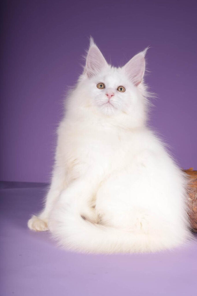 Maine Coon Kittens ter adoptie: Bonnie