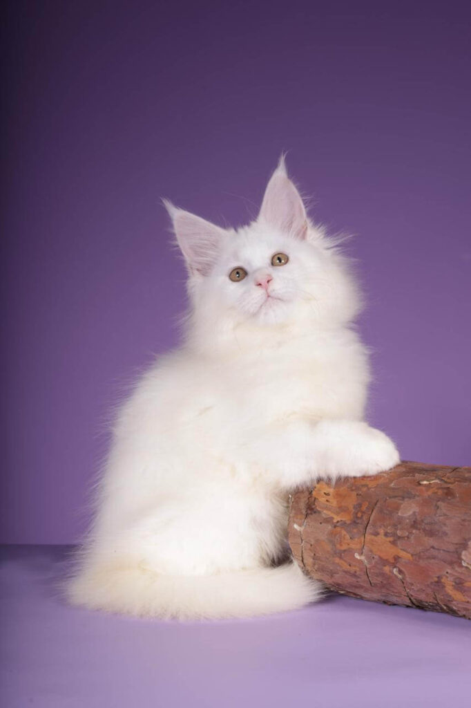 Maine Coon Kittens ter adoptie: Bonnie