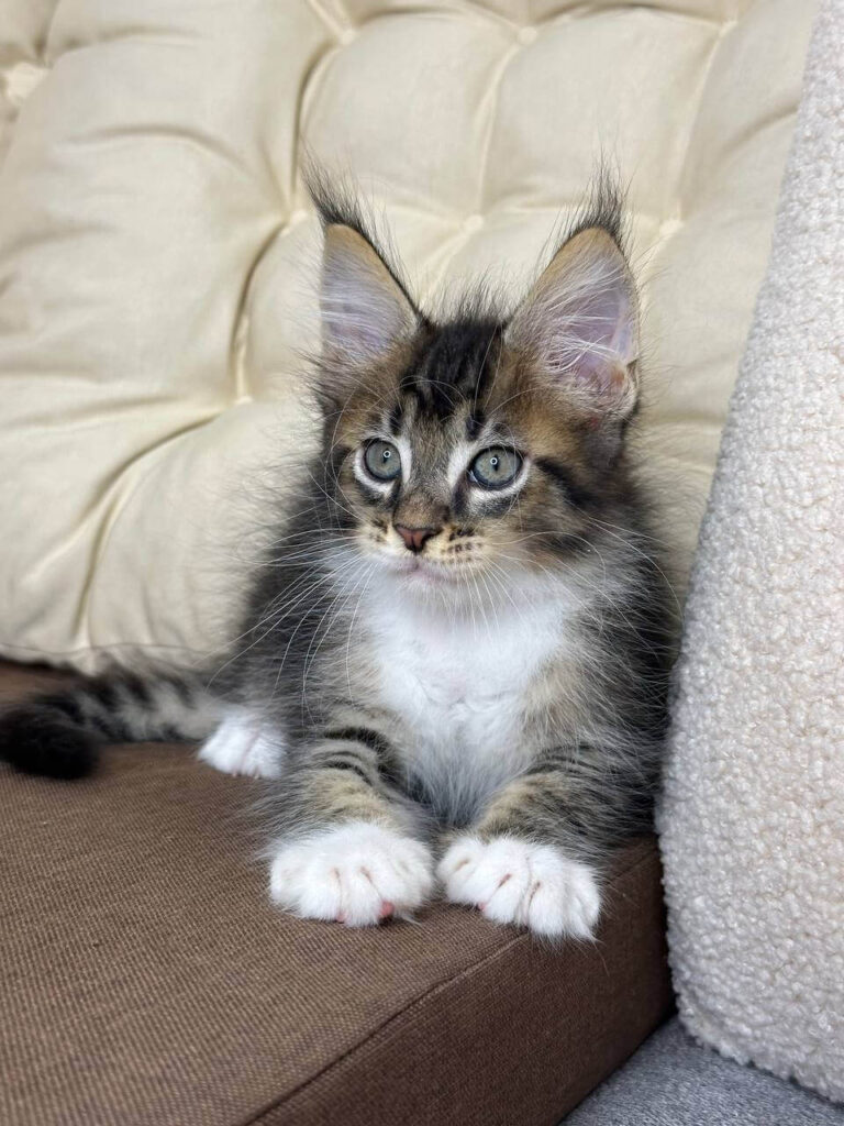 Maine Coon Kittens ter adoptie: Leo
