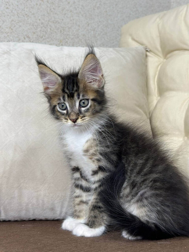 Maine Coon Kittens ter adoptie: Leo