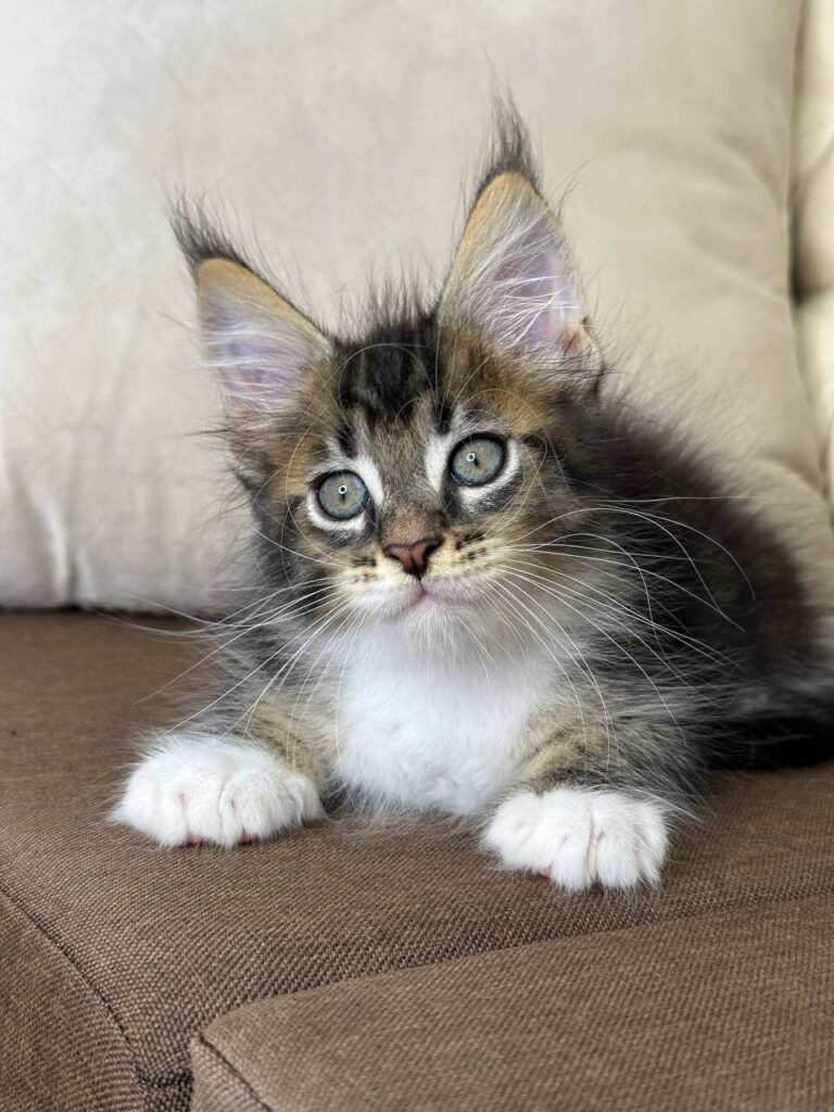 Maine Coon Kittens ter adoptie: Leo