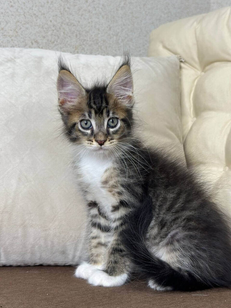 Maine Coon Kittens ter adoptie: Leo