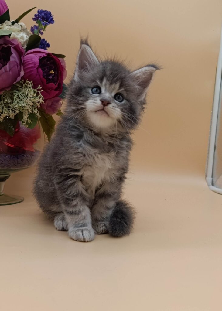 Maine Coon Kittens ter adoptie: Milo