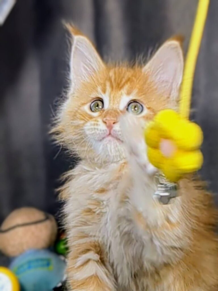 Maine Coon Kittens ter adoptie: Nala