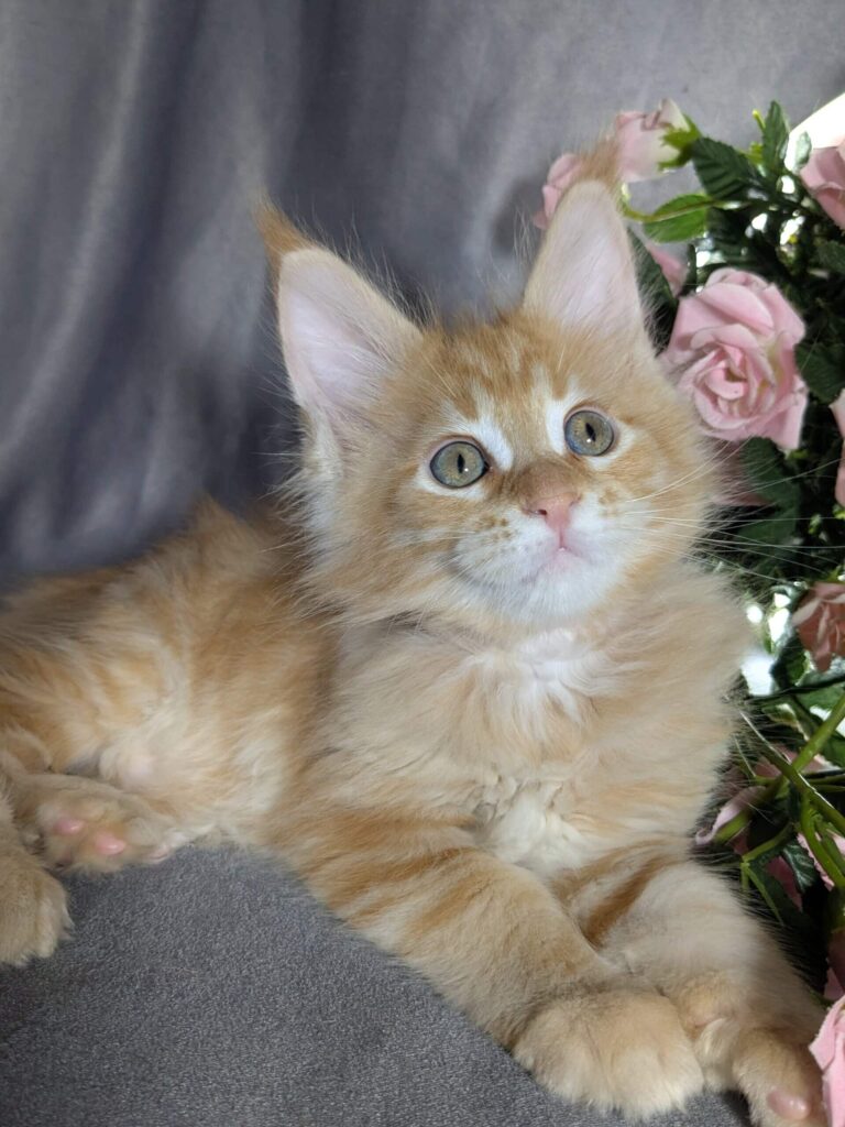 Maine Coon Kittens ter adoptie: Nala