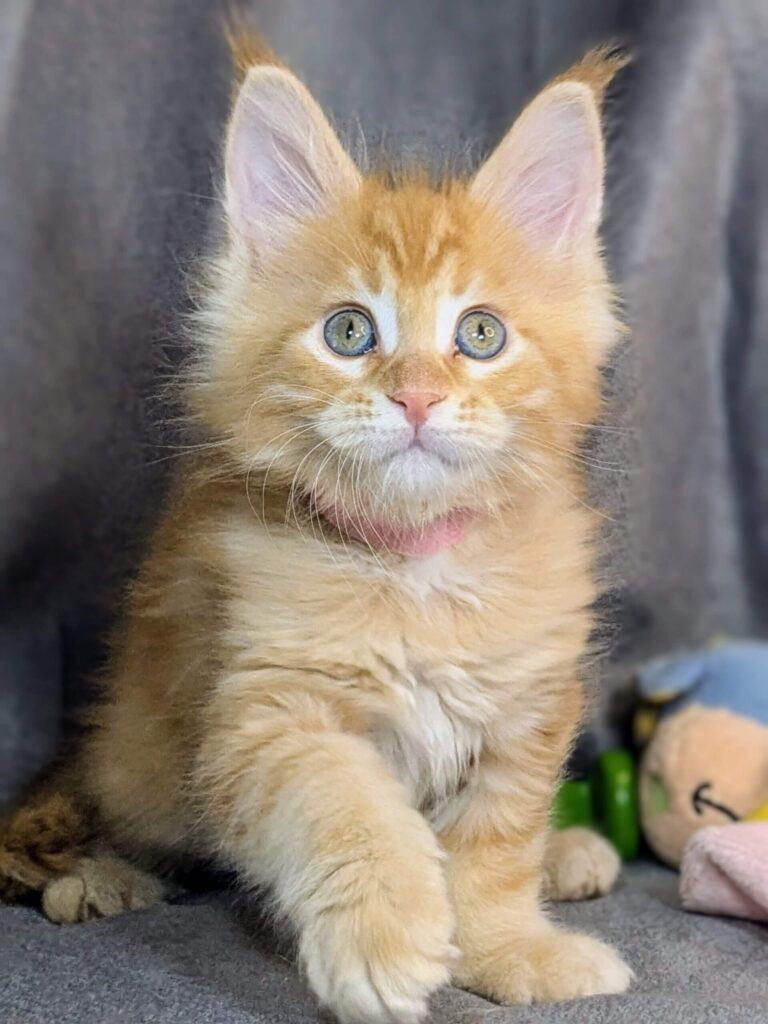 Maine Coon Kittens ter adoptie: Nala