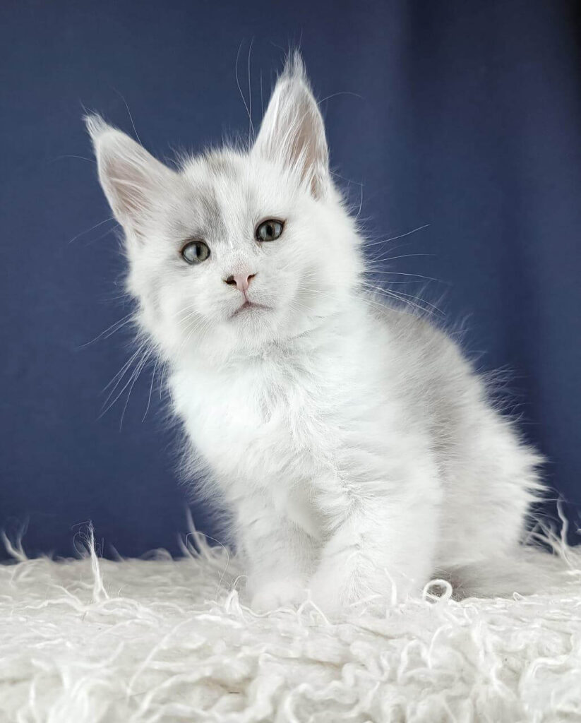 Maine Coon Kittens ter adoptie: Max