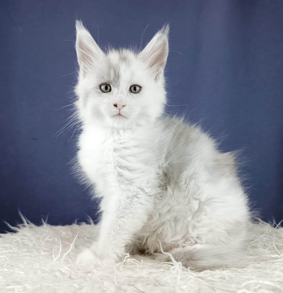 Maine Coon Kittens ter adoptie: Max