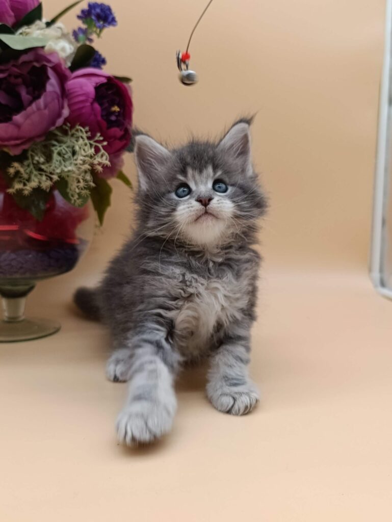 Maine Coon Kittens ter adoptie: Toby